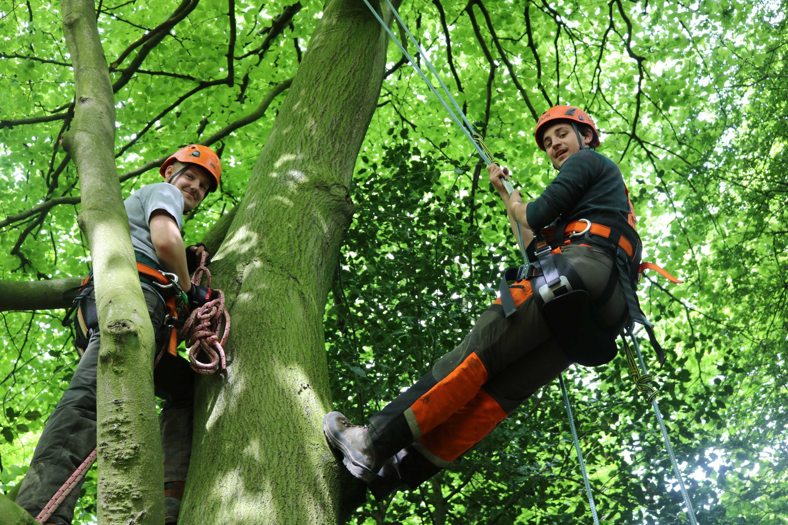 Arboriculture courses at DCG DCG