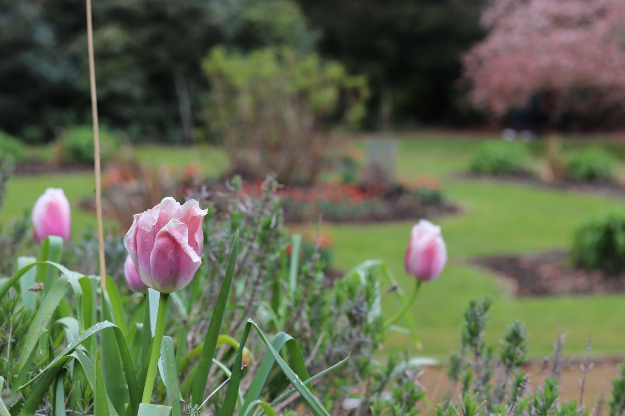 Broomfield Hall opens gardens and rare plant fair - DCG