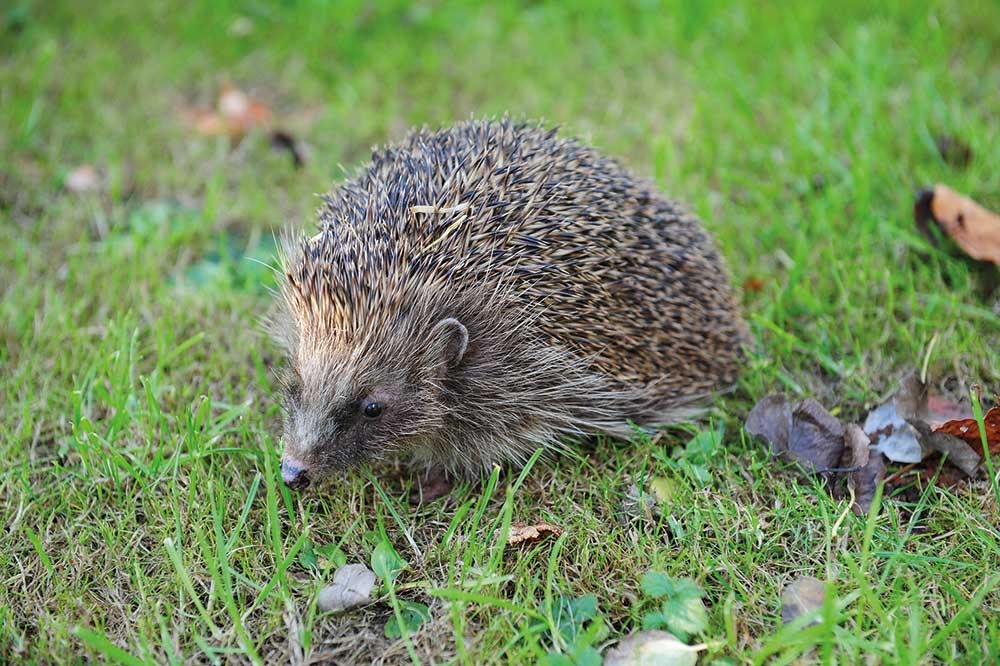 A hedgehog on grass.
