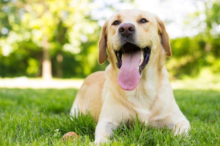 Smiling golden retriever lay on the ground.