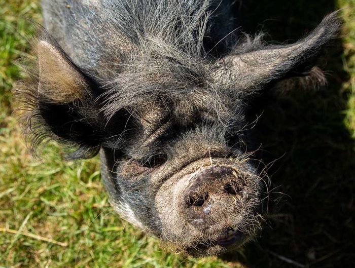 A black pig's face