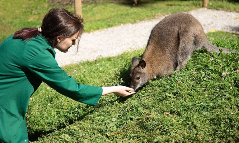 A young woman wearing a green coat hand feeding a wallabee